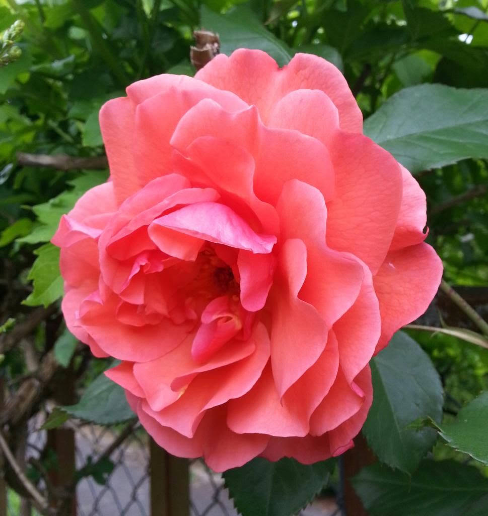  photo 20140529_122329-1_zpsyi7jpicn.jpg